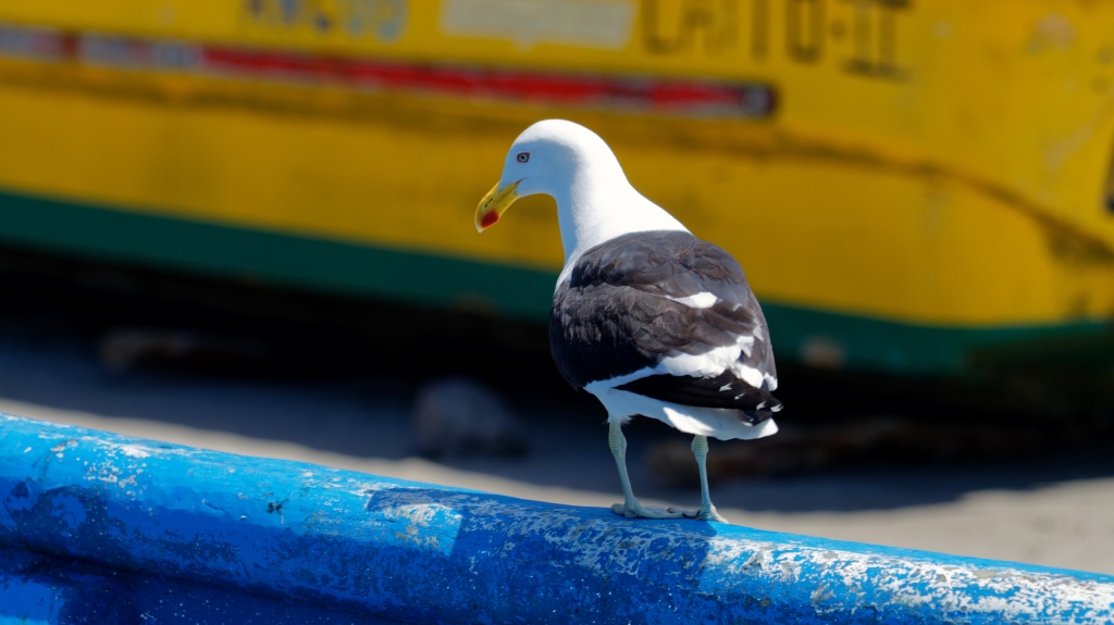 11 - Île de Chiloé (26).jpg